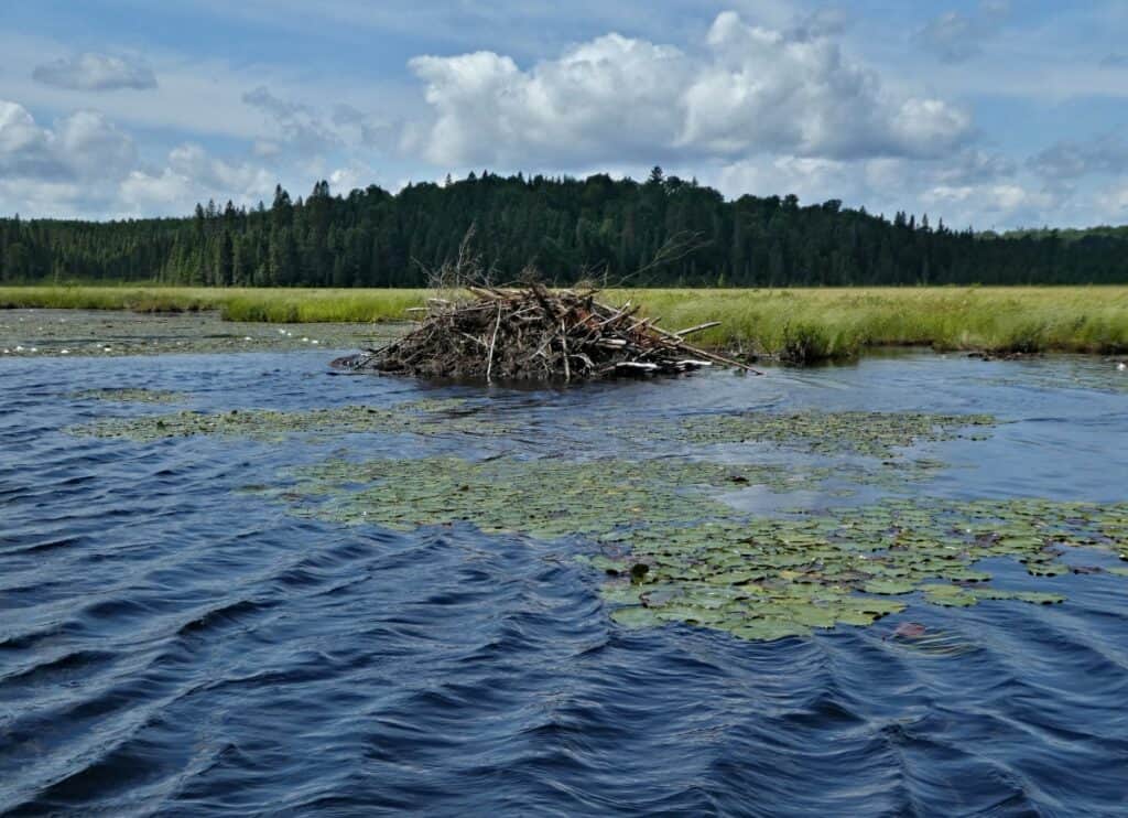 In the midst of Hailstorm Creek at Algonquin Provincial Park, a substantial beaver lodge constructed from sticks and logs stands prominently above the water's surface. Lush green marshland surrounds the area, peppered with lily pads, and a dense forest in the background under a sky dotted with cumulus clouds adds to the wild, natural scenery.
