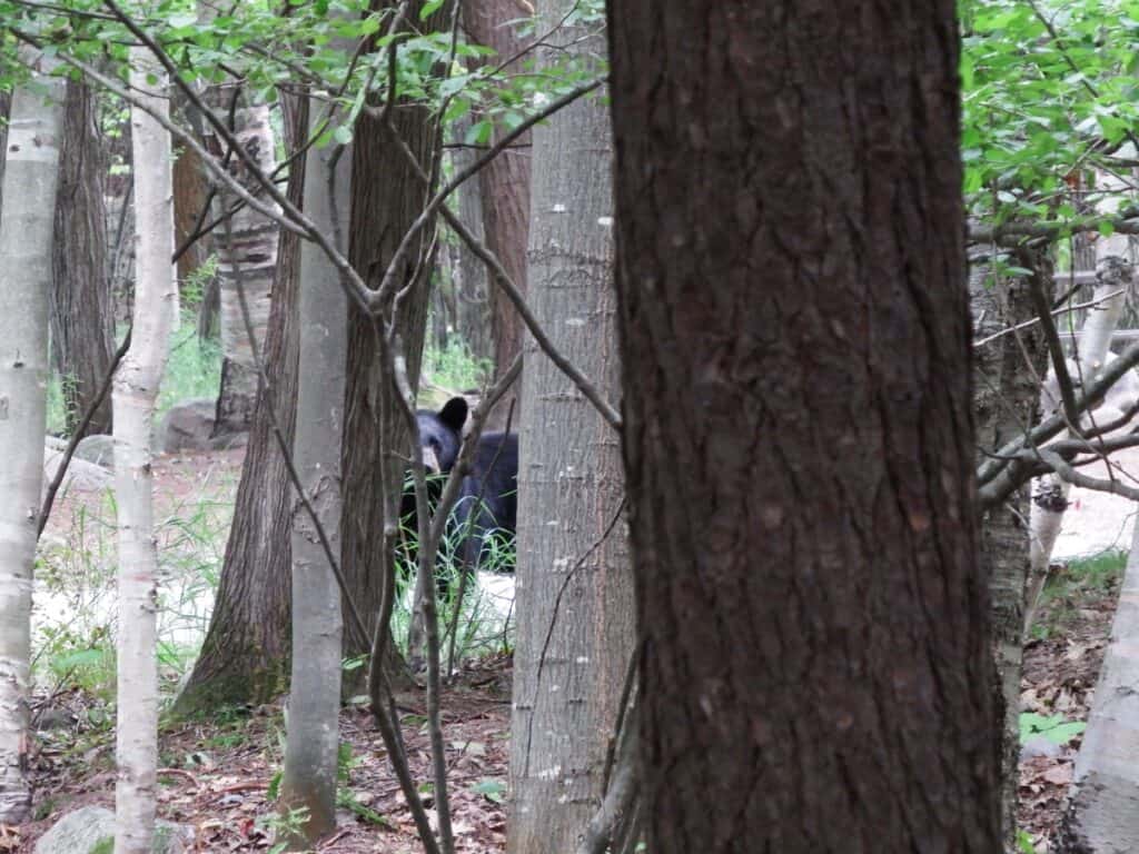 A curious black bear peeking through a thicket of trees along the Killbear Recreation Trail in Killbear Provincial Park, blending subtly into the shadowy forest environment