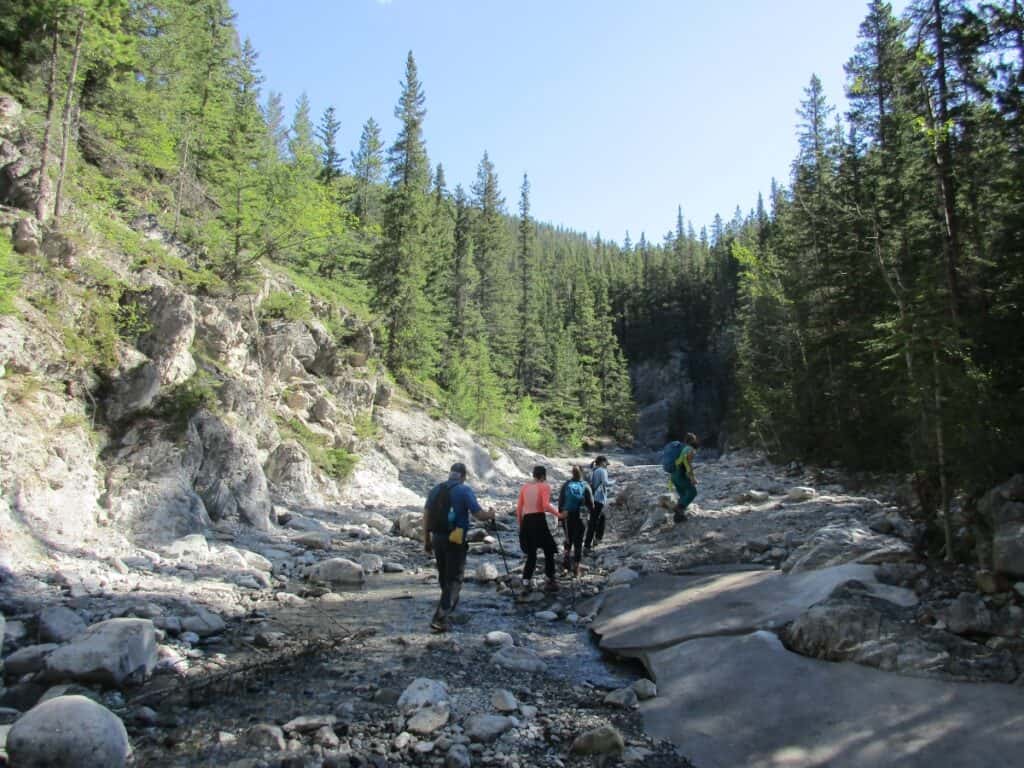 A group of hikers traversing the rocky terrain of Grotto Canyon near Canmore, surrounded by tall, dense coniferous trees and clear skies.