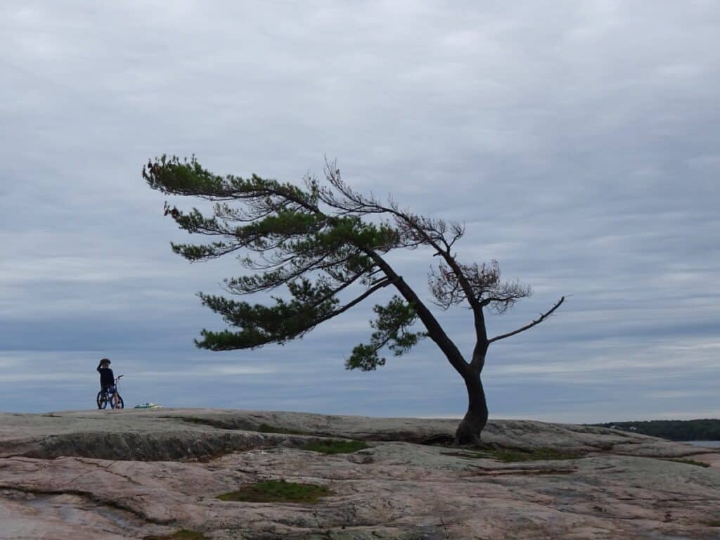 The iconic wind-swept pine tree at Killbear Provincial Park stands bent over a smooth, bedrock shoreline, with a solitary cyclist pausing to enjoy the quietude of the dramatic landscape under an overcast sky.