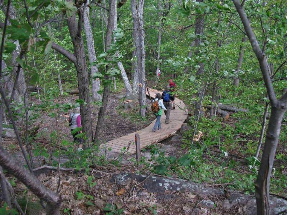 Hikers traversing a curved wooden boardwalk on the Twin Points Trail in Killbear Provincial Park, surrounded by lush greenery and mature trees, immersing visitors in a tranquil forest atmosphere.