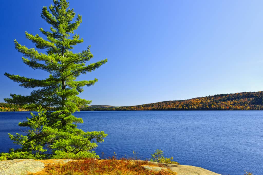 Overlooking the expansive Lake of Two Rivers in Algonquin Provincial Park, a solitary pine tree stands tall on a rocky shore. The vibrant green of the pine contrasts with the deep blue of the water and the bright autumn colors of the distant shoreline under a clear and sunny sky,