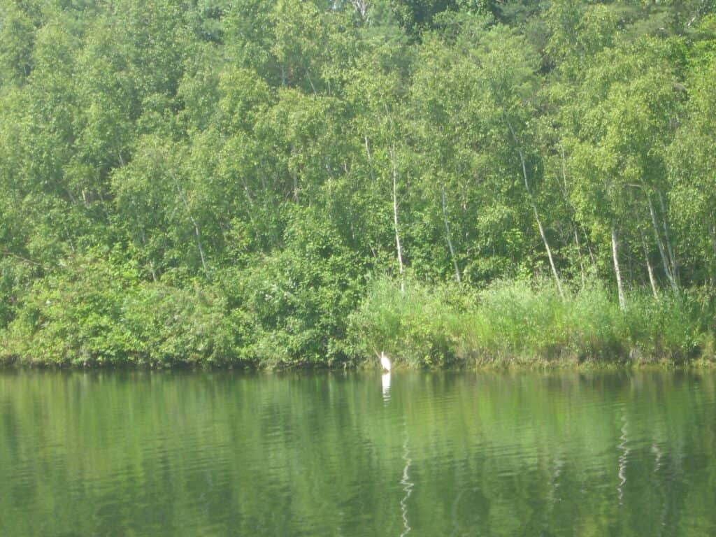 A solitary white bird stands in the green tranquil waters near the lush shoreline, with a dense backdrop of verdant trees on the Toronto Islands.