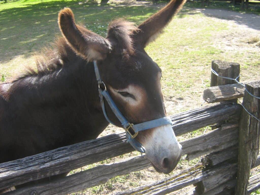 Close-up of a friendly brown donkey with large, attentive ears and a white muzzle, wearing a blue halter, peeking over a weathered wooden fence at Far Enough Farm on the Toronto Islands.