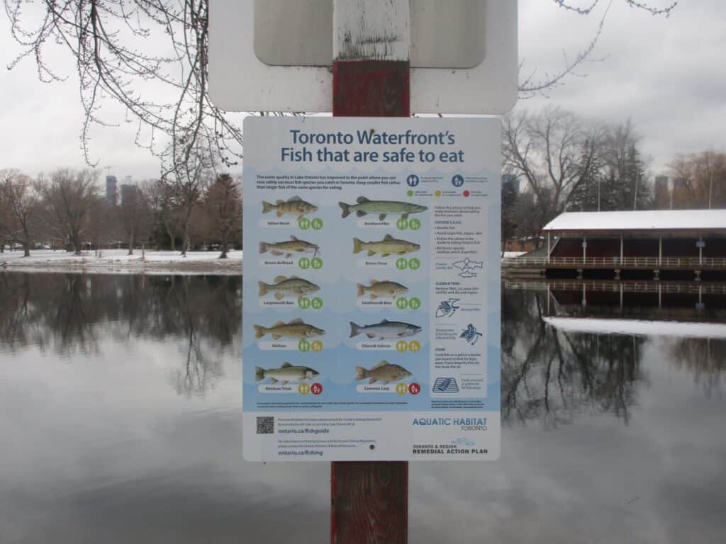 Informational sign at Centre Island, Toronto Islands, illustrating 'Toronto Waterfront's Fish that are safe to eat' with images of different fish species, advisories, and QR codes for further information, set against a peaceful winter scene of a lake and a boathouse reflected in the calm waters.