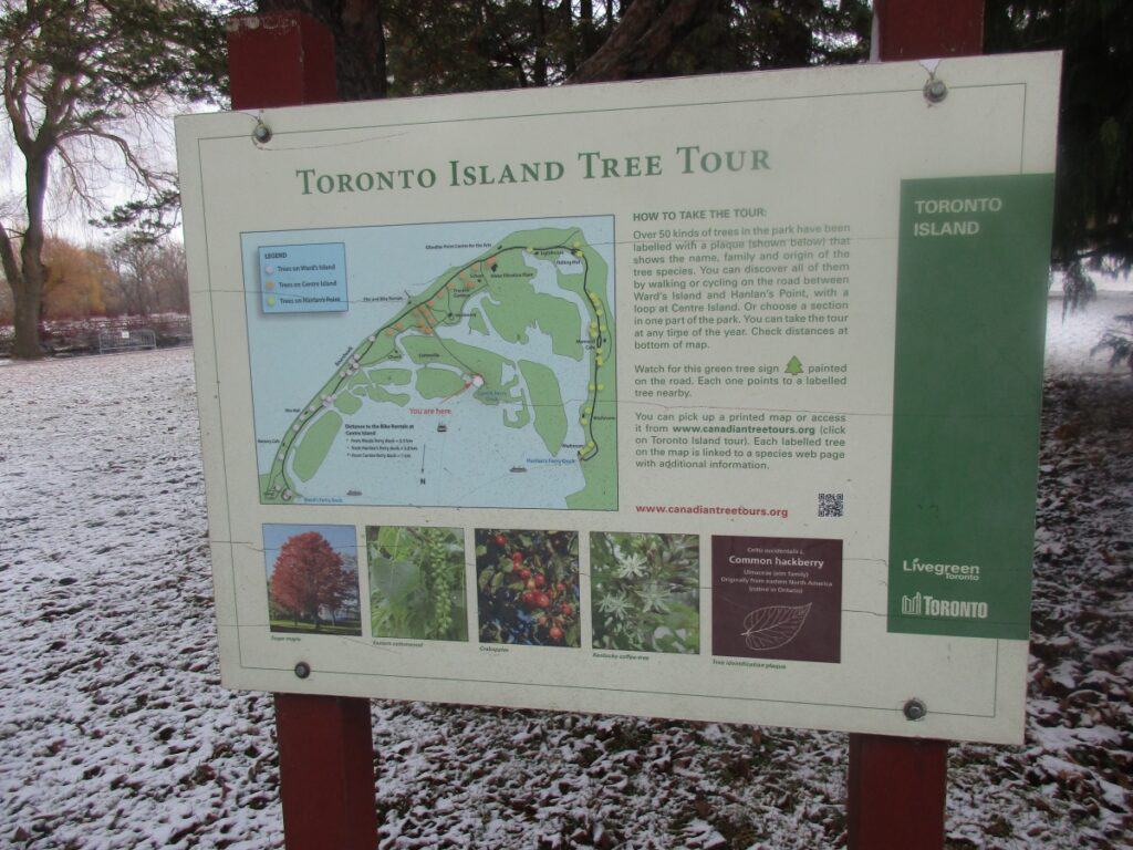 Informational sign for the Toronto Island Tree Tour on a snowy day, detailing how to explore the variety of trees in the park, with a map indicating tree locations on the islands and images of native species like the Common Hackberry.