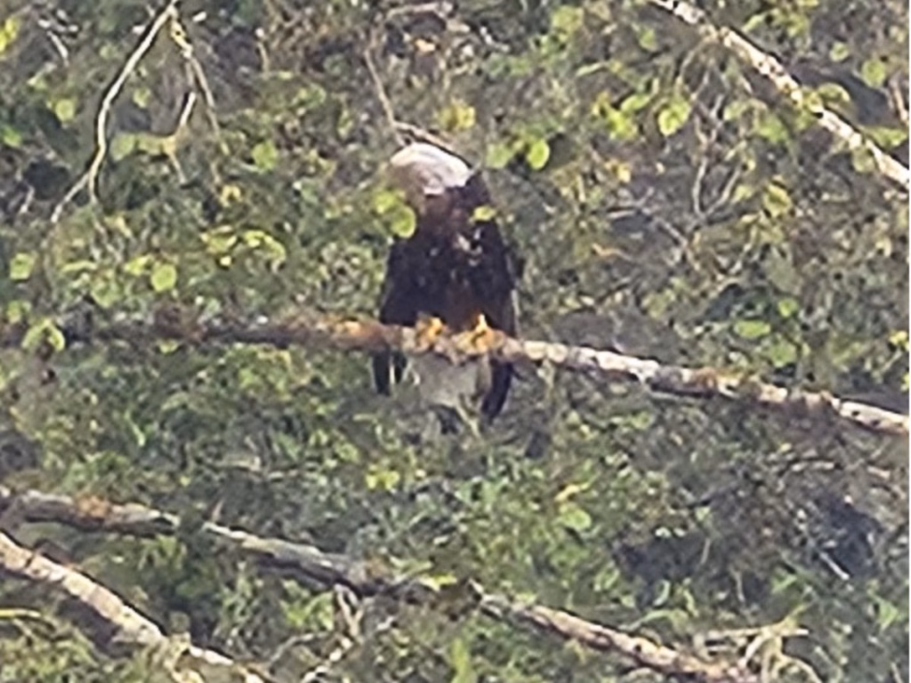 Bald Eagle
