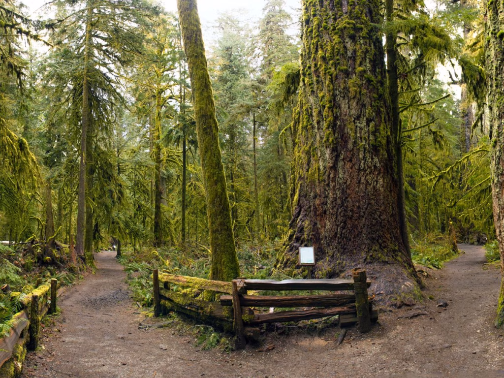 Cathedral Grove