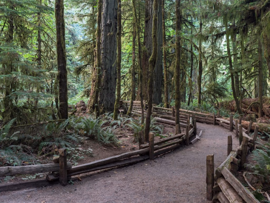 Cathedral Grove on Vancouver Island