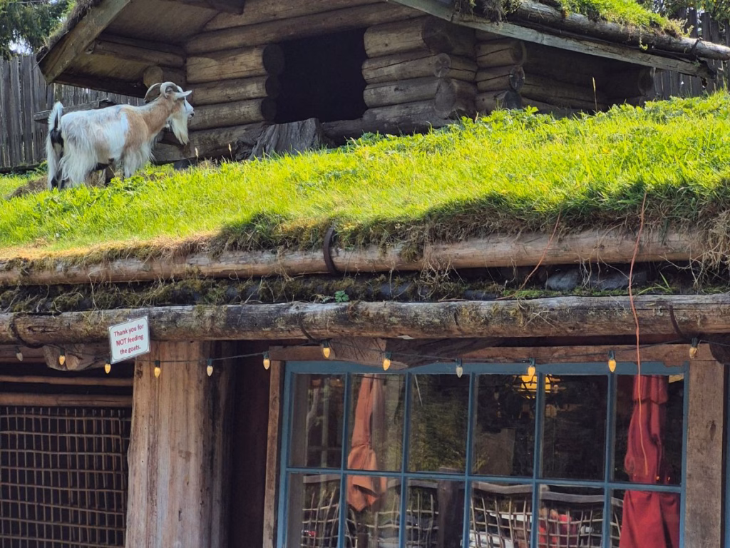 Vancouver Island Road Trip Itinerary including Goats on the Roof at Coombs, BC