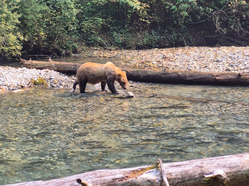 Grizzly Bear catching a salmon on the Orford River in BC