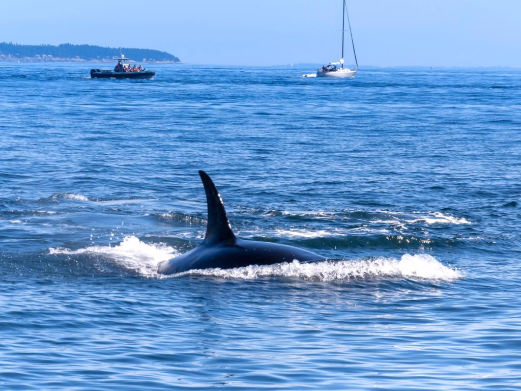 Things to Do on Vancouver Island can include seeing Orca Whale near Victoria BC