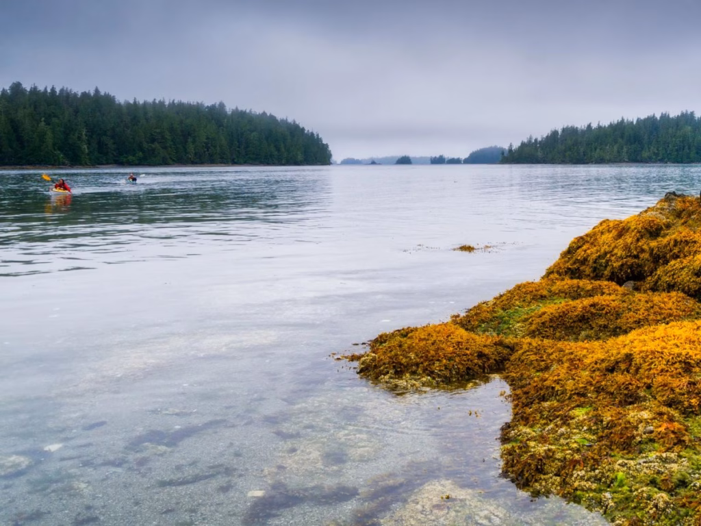 Kayakers in the Broken Islands in Pacific Rim National Park, BC