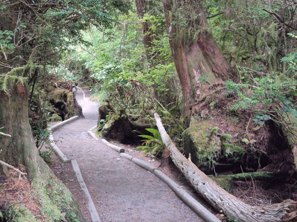 Tonquin Hiking Trail in Tofino, BC