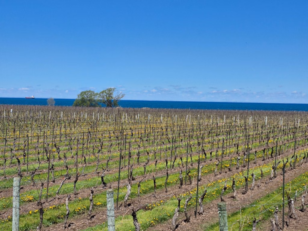 Vineyard overlooking Lake Ontario in Niagars-on-the-Lake