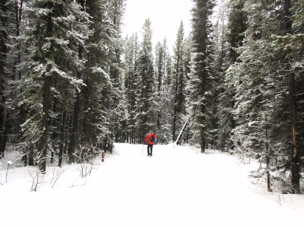 Hiker on Snowshoes at Elkwood in Kananaskis, Alberta